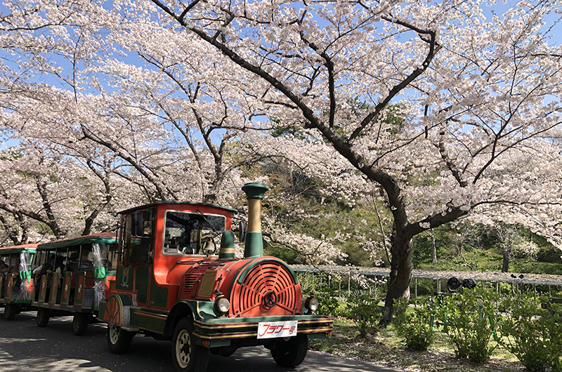 Cherry blossom