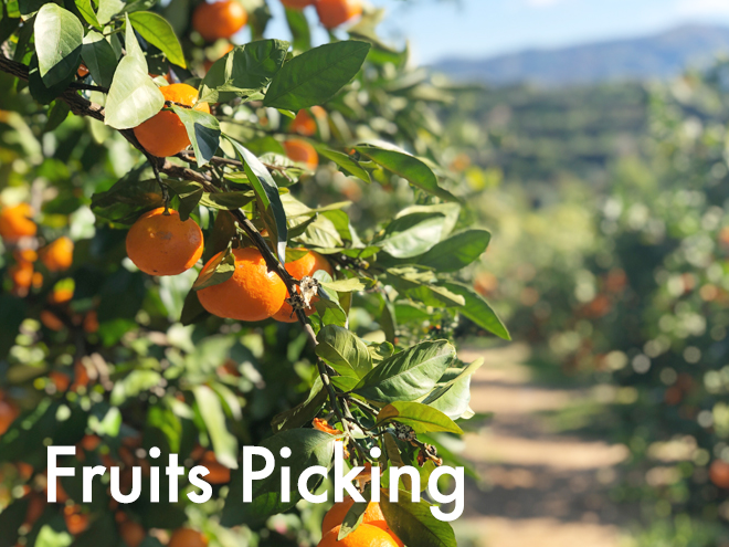 Orange Picking