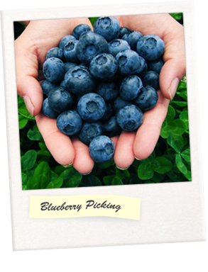 Blueberry.jpg