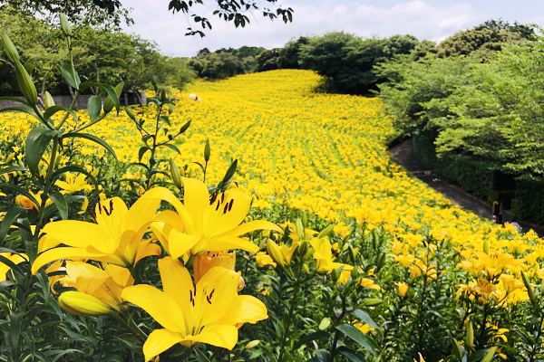 可睡ゆりの園 In Hamamatsu Com