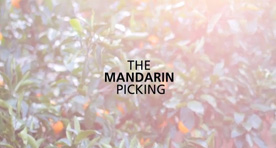 The Mandarin Picking
