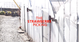 The Strawberry Picking 