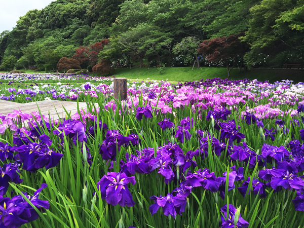 花しょうぶ