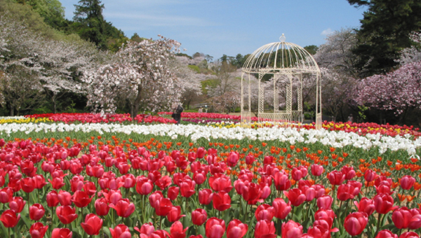 Flower Park