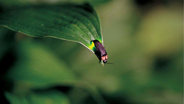 firefly watching