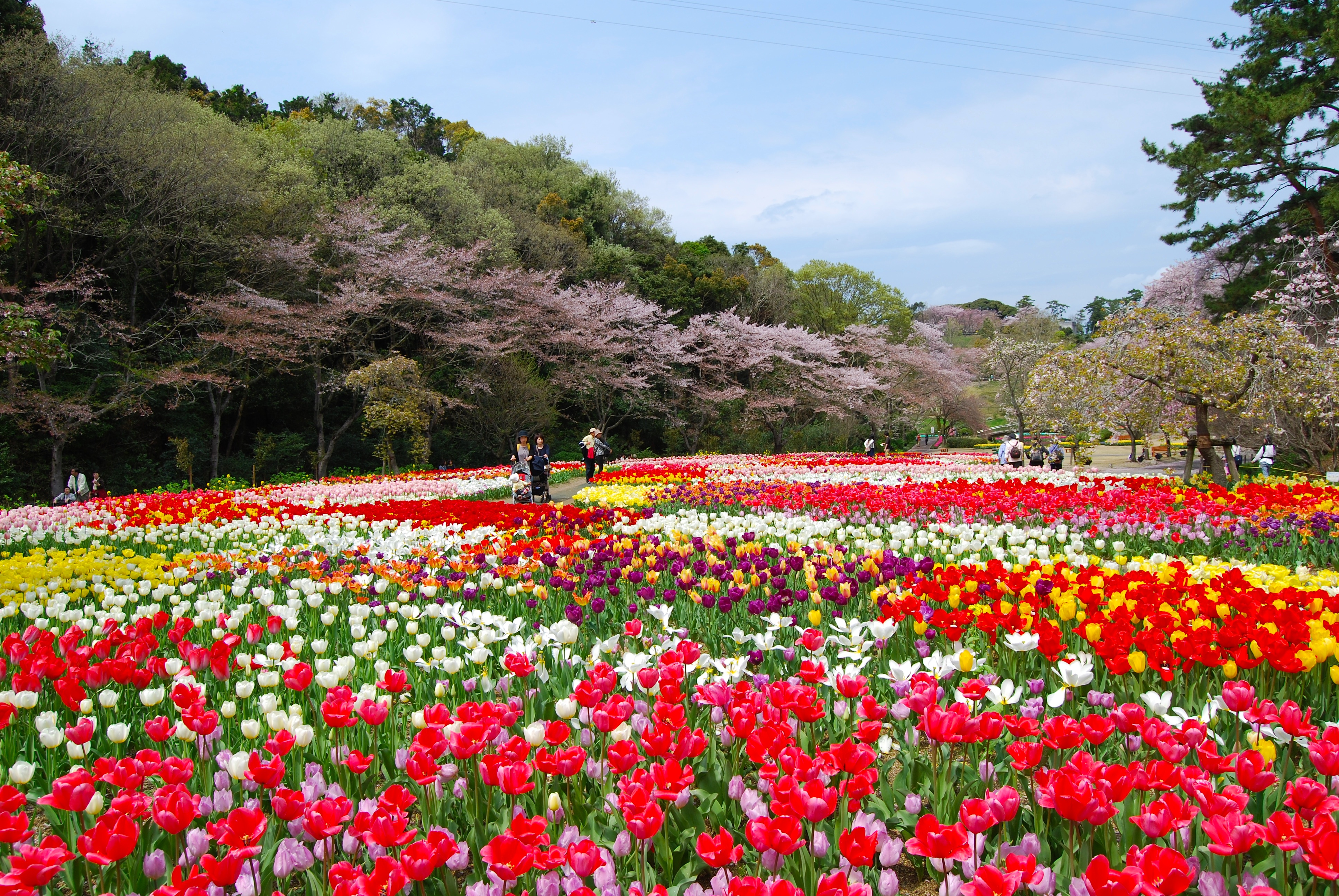 flower park